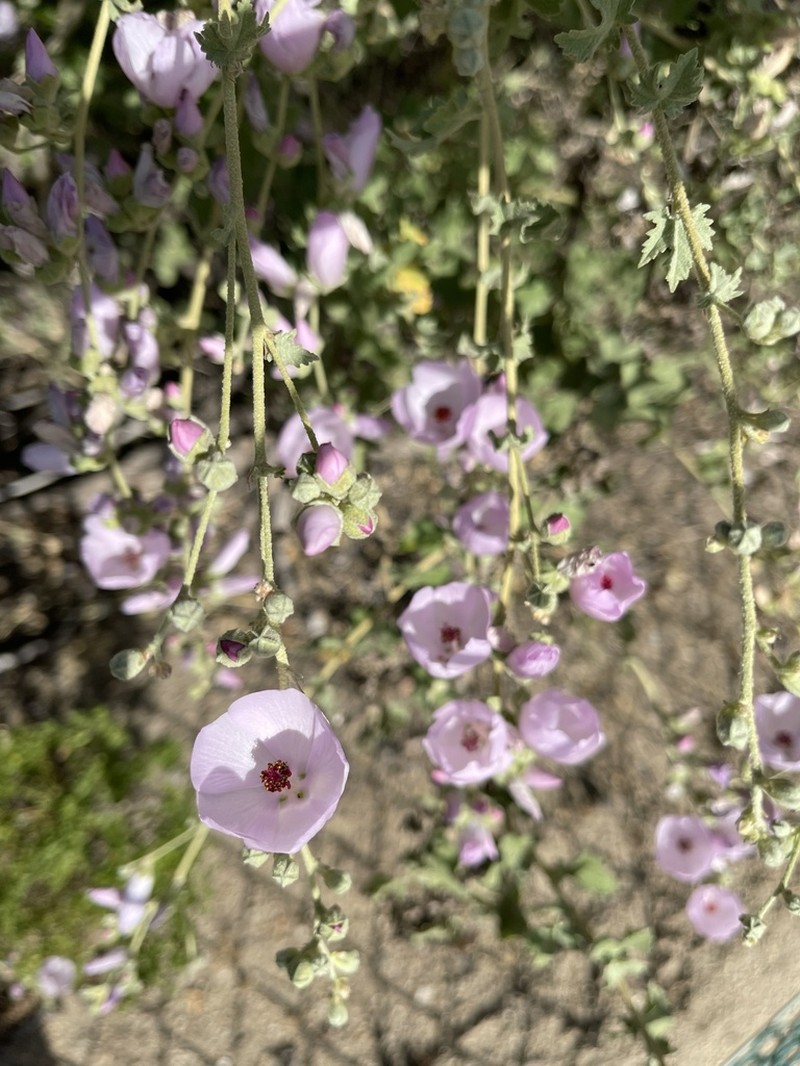 Mendocino Bushmallow photo 4