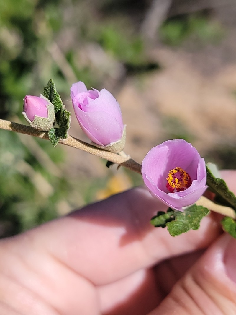 Mendocino Bushmallow photo 5