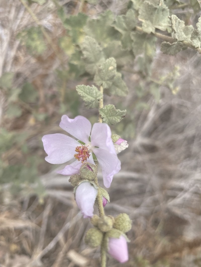 Mendocino Bushmallow photo 6