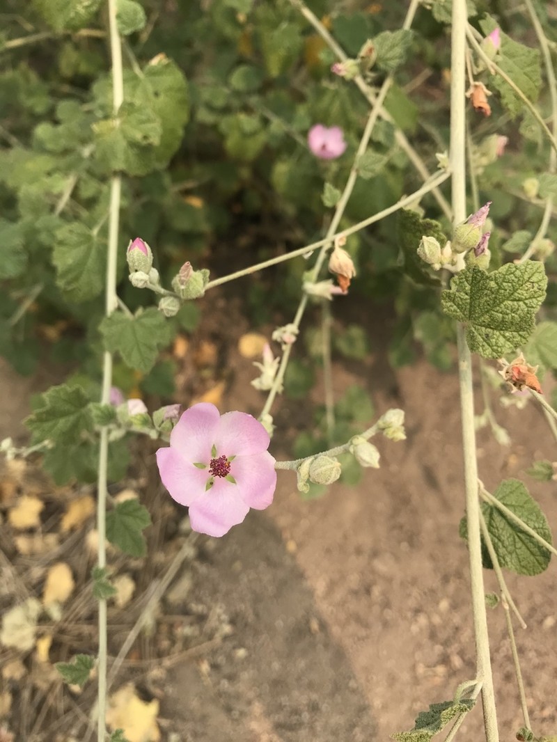 Mendocino Bushmallow photo 7