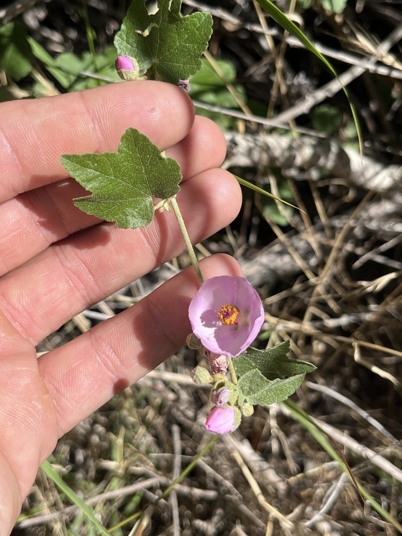 Mendocino Bushmallow photo 8