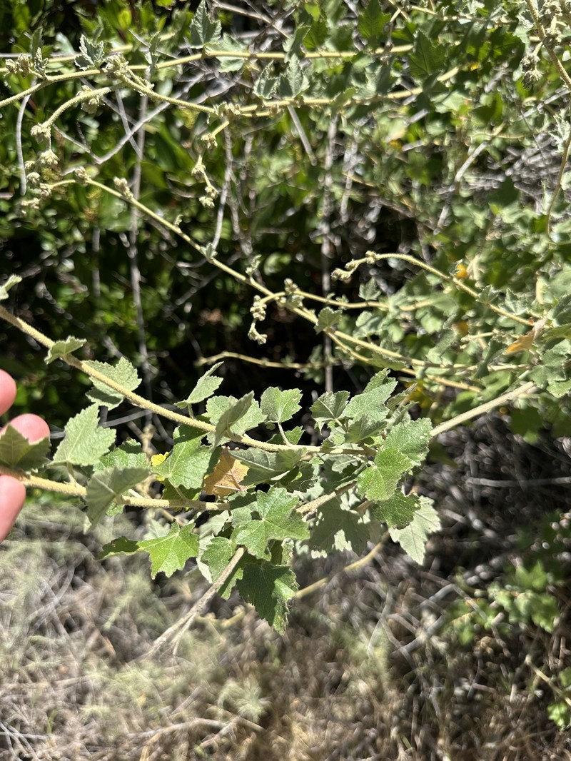 Malacothamnus fasciculatus var. catalinensis photo 2
