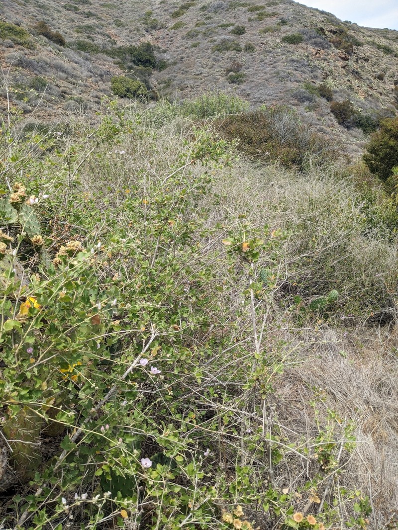 Malacothamnus fasciculatus var. catalinensis photo 6