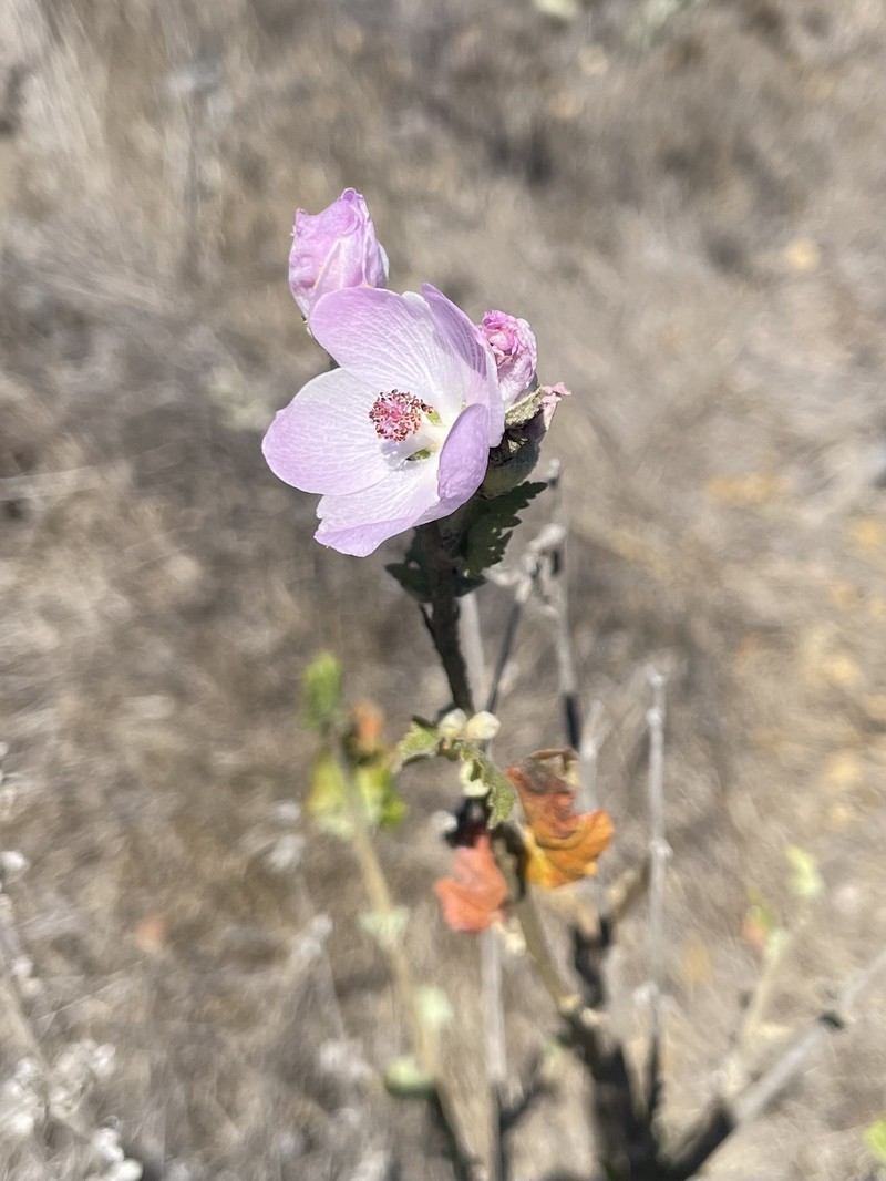 Malacothamnus fasciculatus var. catalinensis photo 8