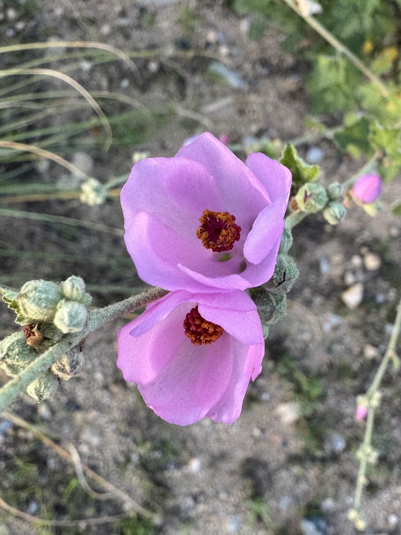 Malacothamnus fasciculatus var. fasciculatus