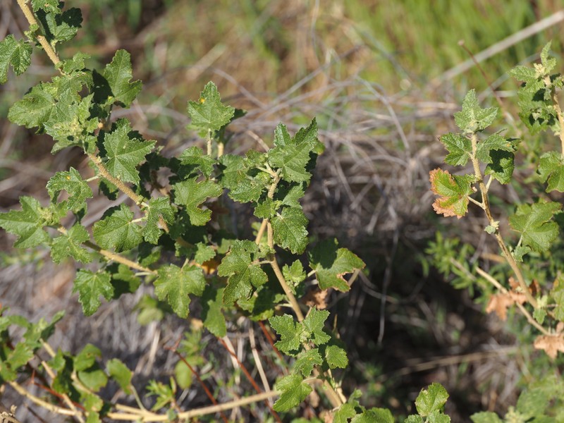 Malacothamnus fasciculatus var. laxiflorus