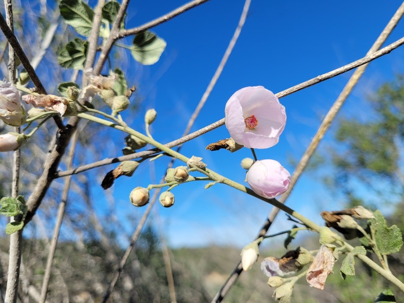 Malacothamnus fasciculatus var. laxiflorus photo 2