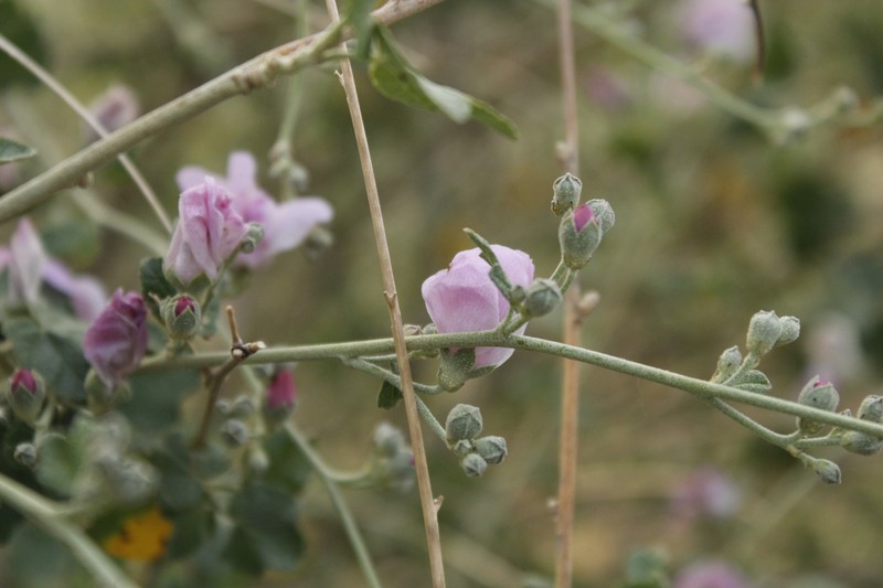 Malacothamnus fasciculatus var. laxiflorus photo 3