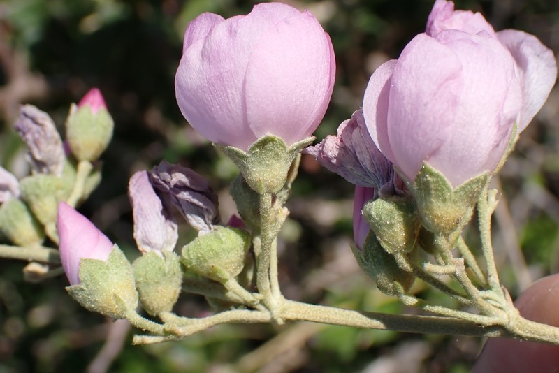 Malacothamnus fasciculatus var. laxiflorus photo 4