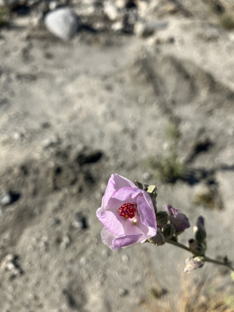 Malacothamnus fasciculatus var. laxiflorus photo 5