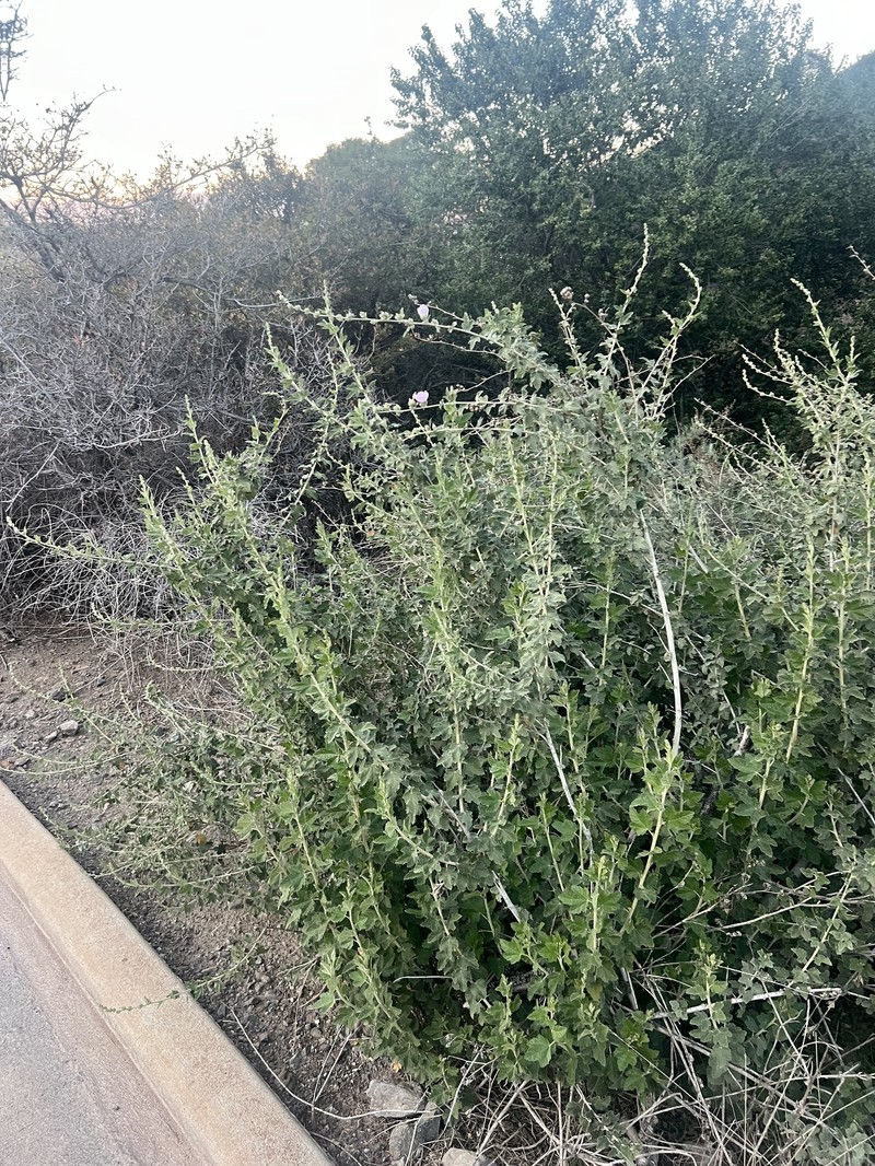 Malacothamnus fasciculatus var. laxiflorus photo 6