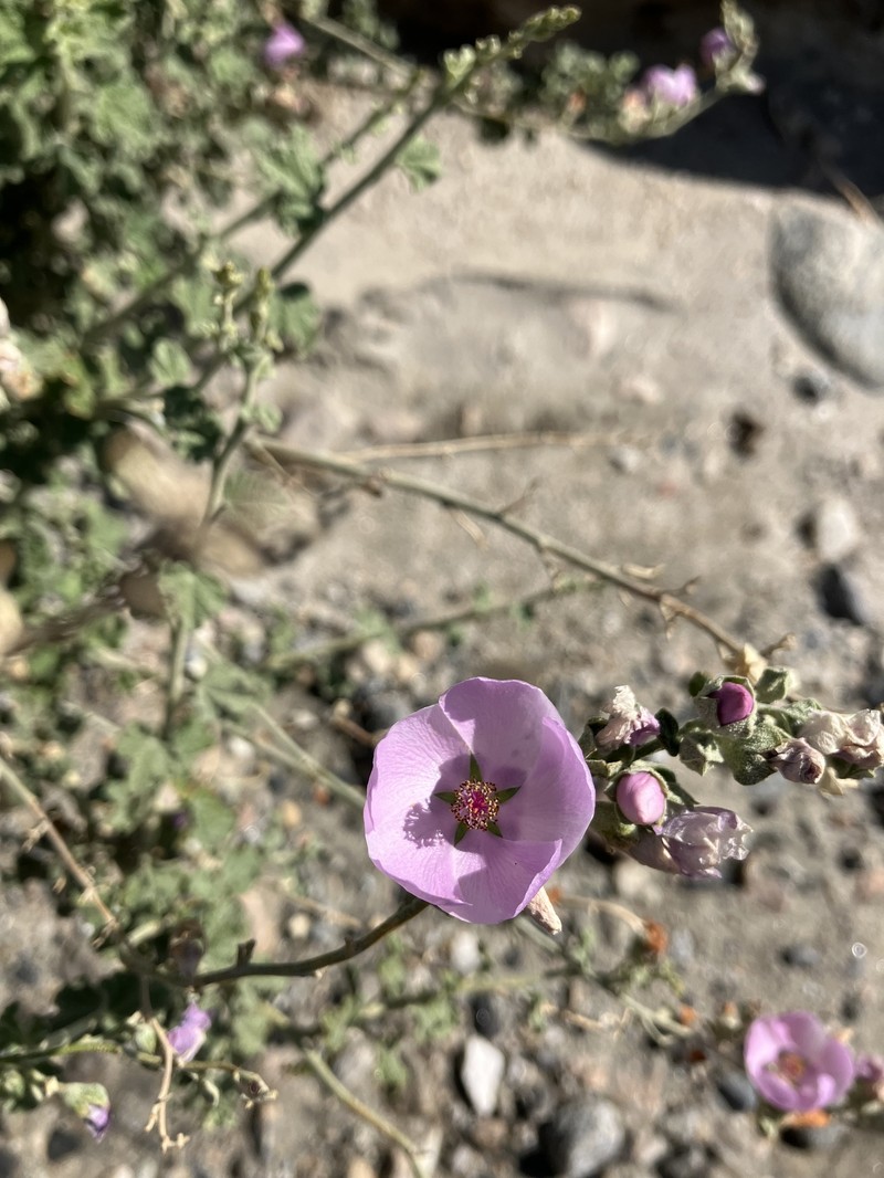 Malacothamnus fasciculatus var. laxiflorus photo 7