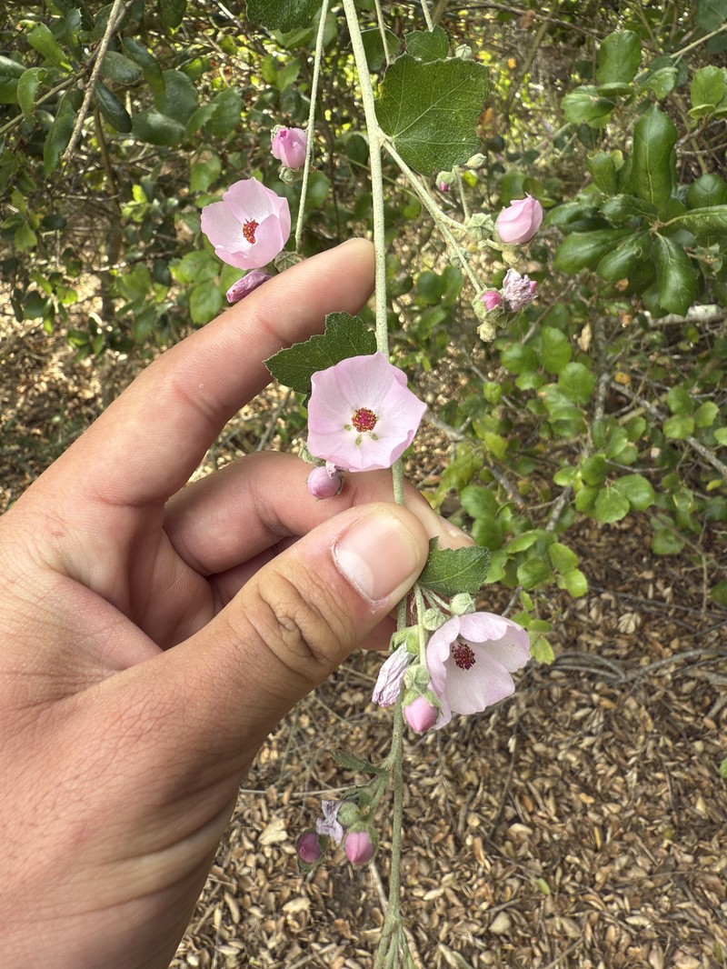 Malacothamnus fasciculatus var. laxiflorus photo 8