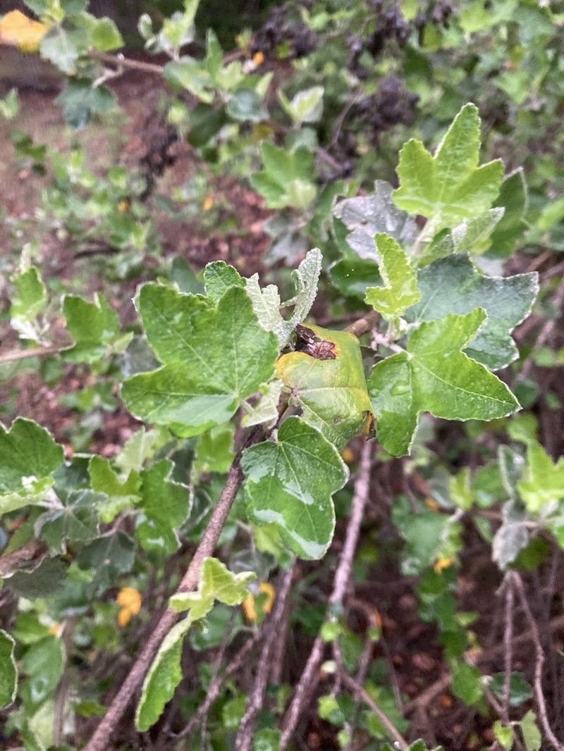 Malacothamnus fasciculatus var. nesioticus