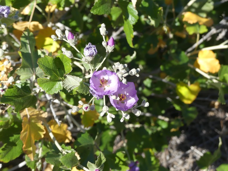 Malacothamnus fasciculatus var. nesioticus photo 2