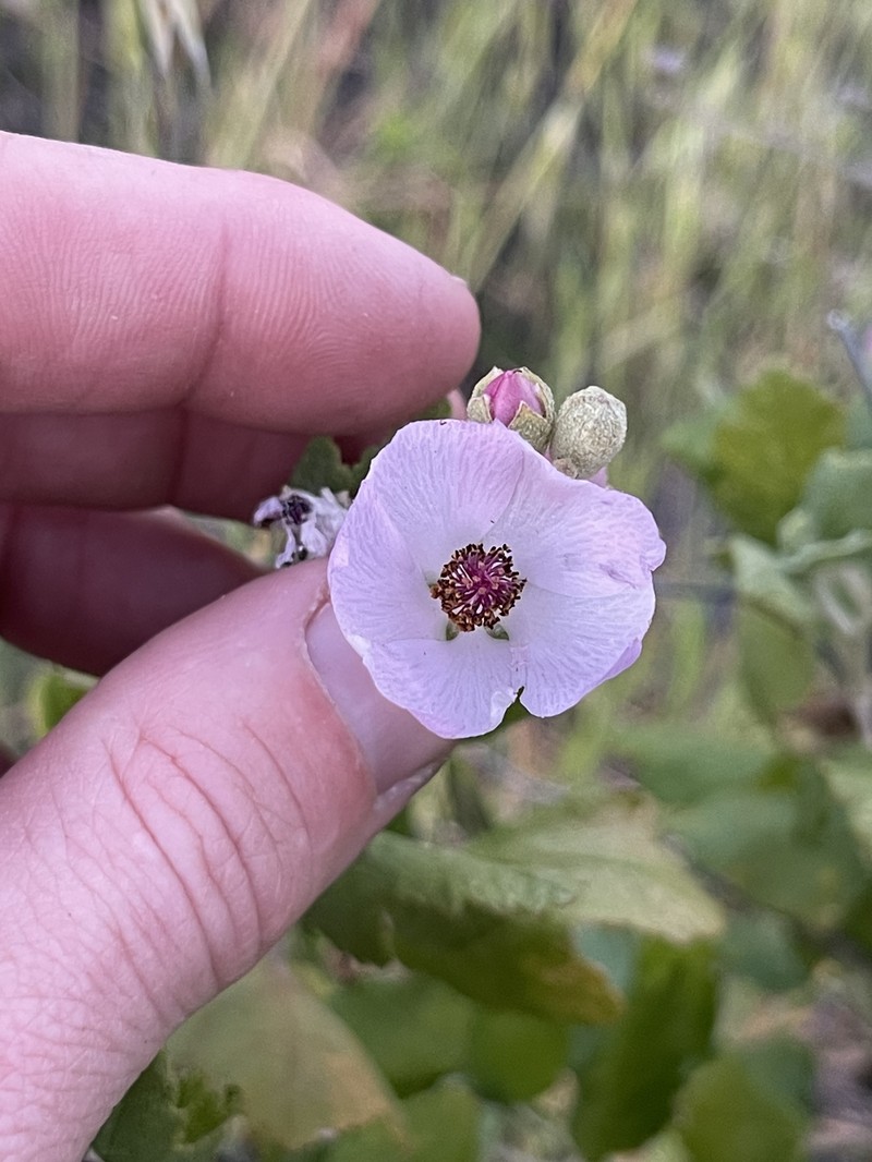 Malacothamnus fasciculatus var. nesioticus photo 3