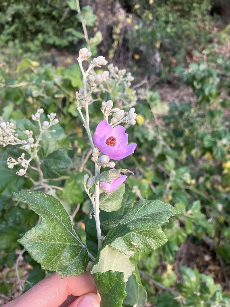 Malacothamnus fasciculatus var. nesioticus photo 4