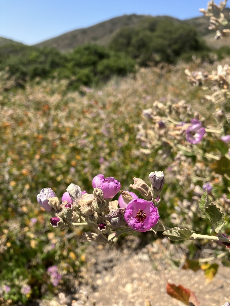 Malacothamnus fasciculatus var. nesioticus photo 5