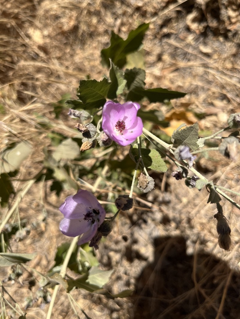 Malacothamnus fasciculatus var. nesioticus photo 6