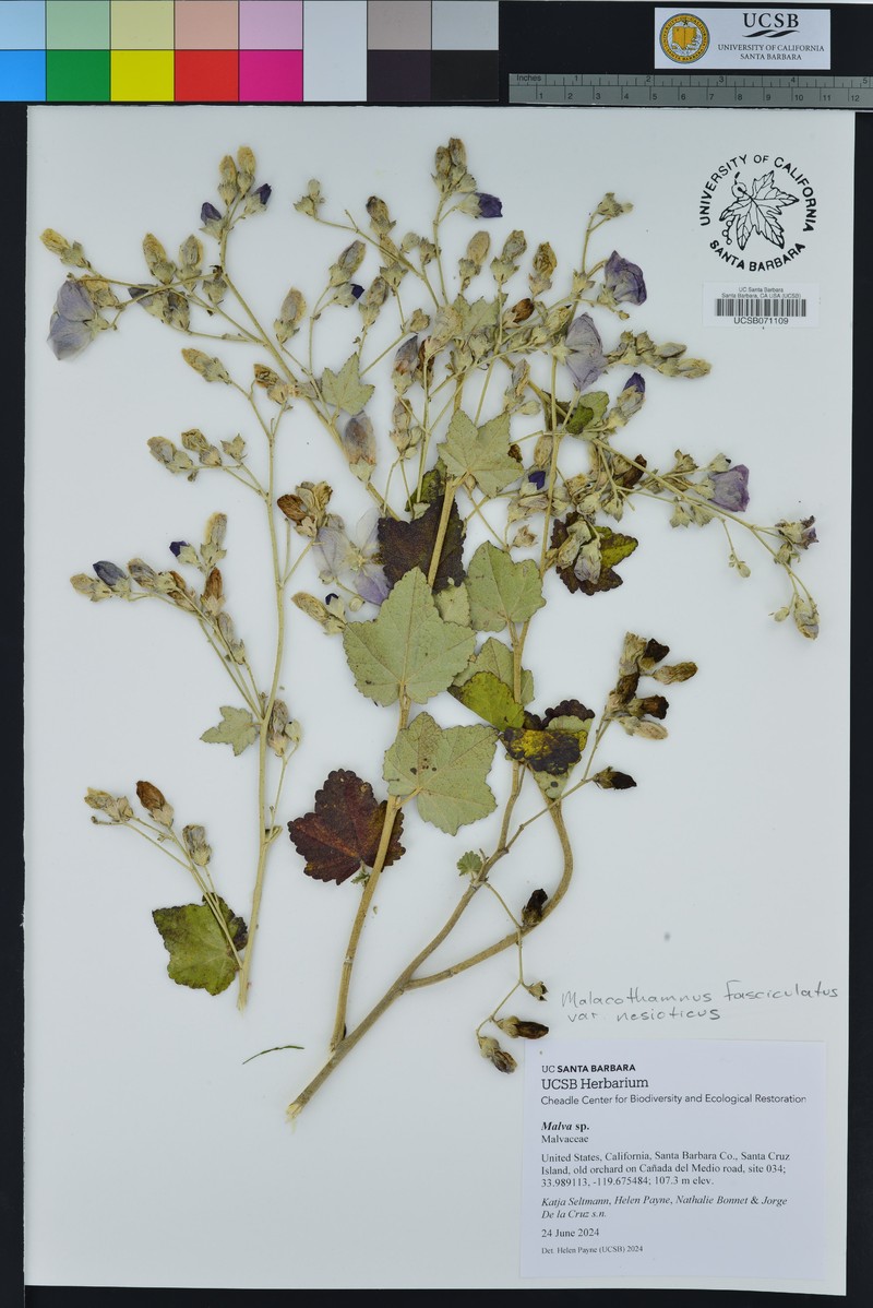 Malacothamnus fasciculatus var. nesioticus photo 7