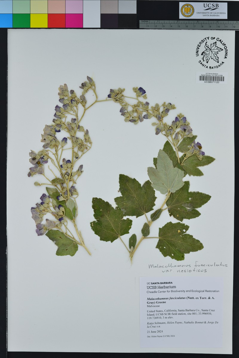Malacothamnus fasciculatus var. nesioticus photo 8