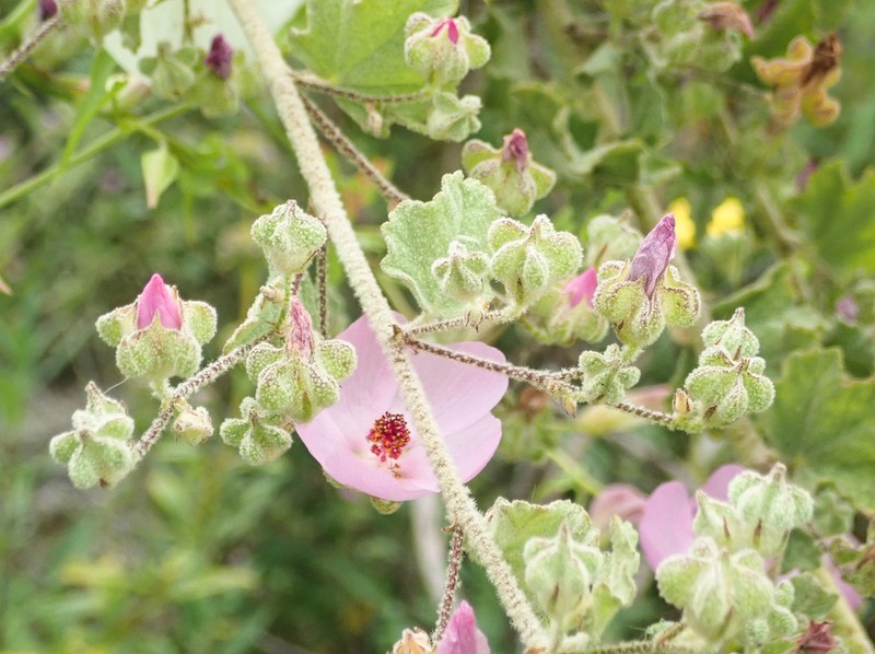 Monarch Bushmallow photo 2