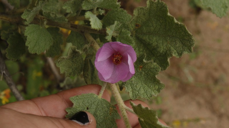 Monarch Bushmallow photo 3