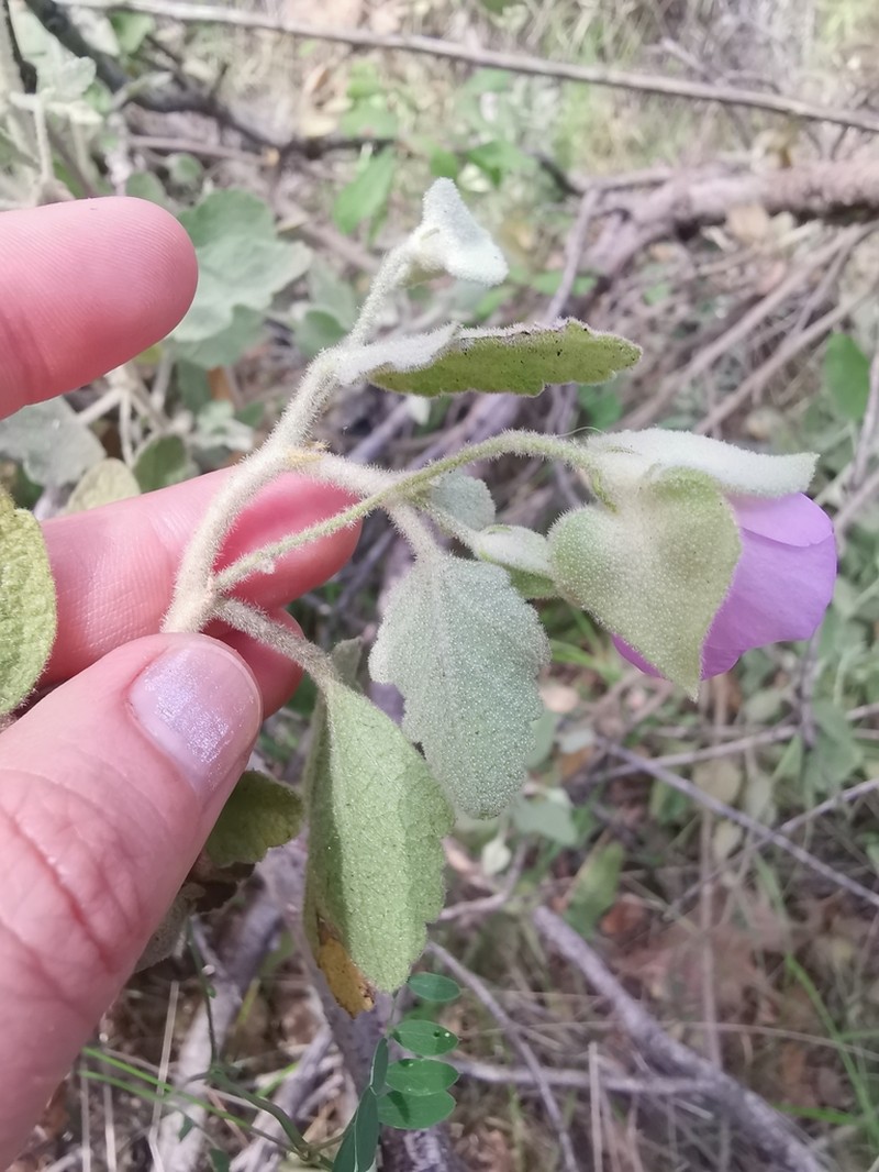 Monarch Bushmallow photo 4