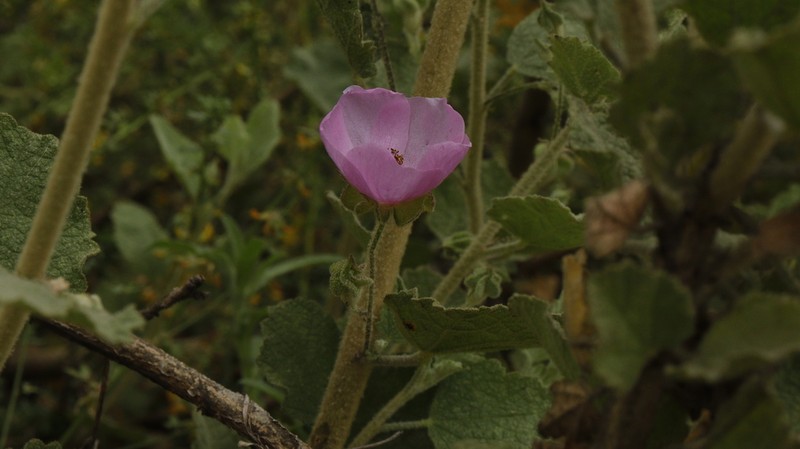 Monarch Bushmallow photo 6