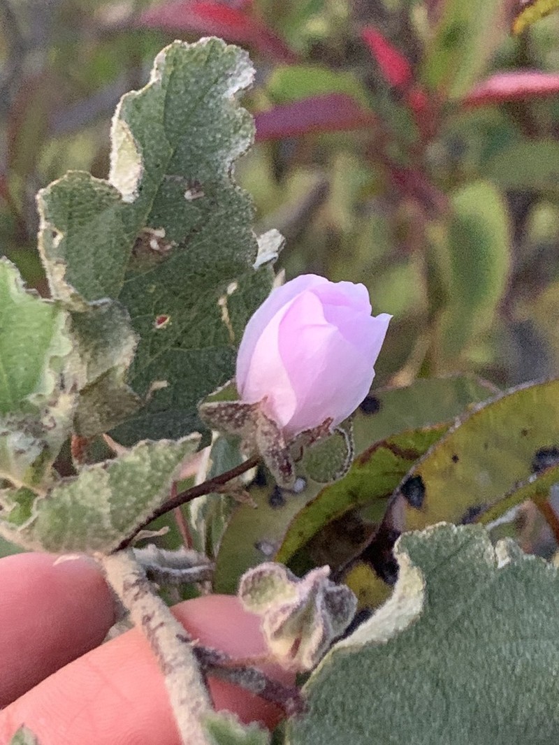 Monarch Bushmallow photo 7
