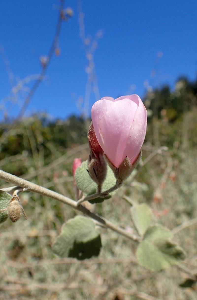 Fremon's Bushmallow