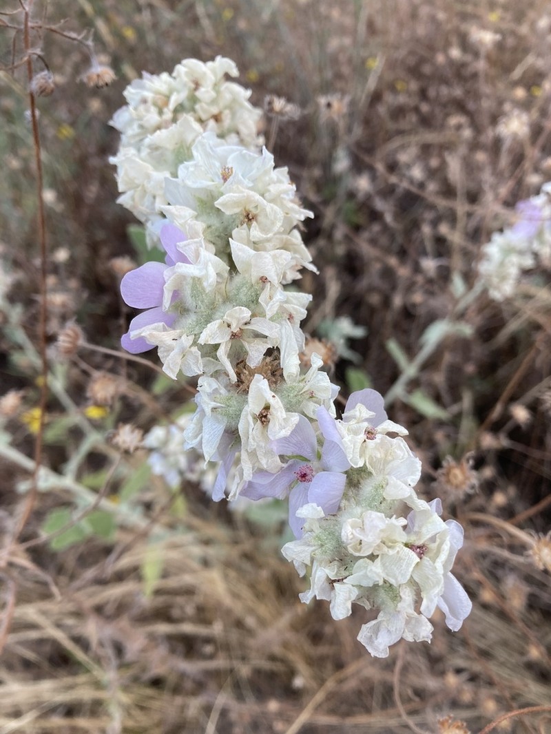 Fremon's Bushmallow photo 2