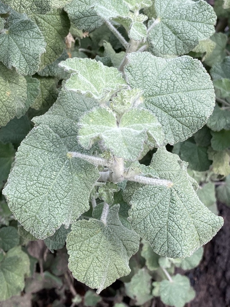 Fremon's Bushmallow photo 3