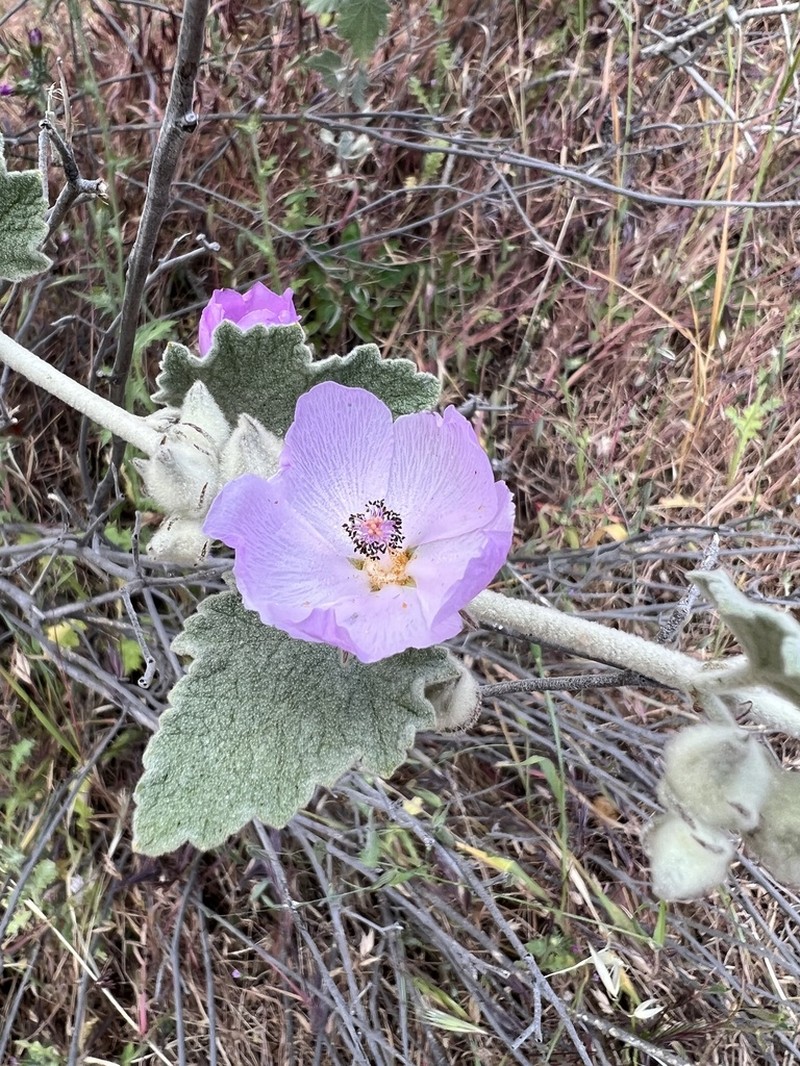 Fremon's Bushmallow photo 4