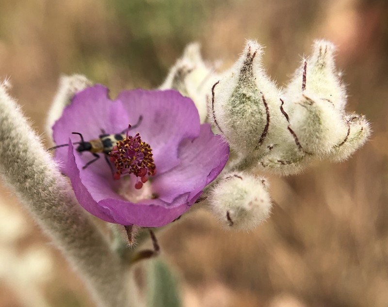 Fremon's Bushmallow photo 5