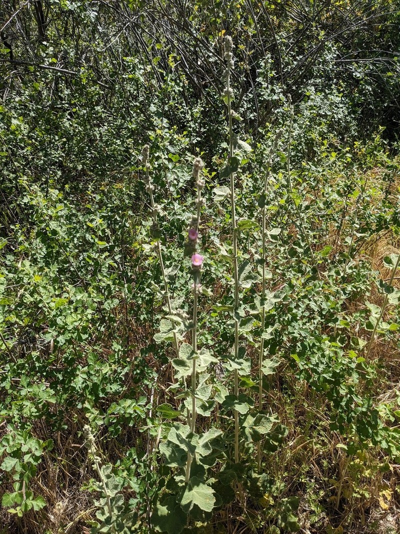 Fremon's Bushmallow photo 6