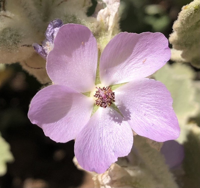 Fremon's Bushmallow photo 7
