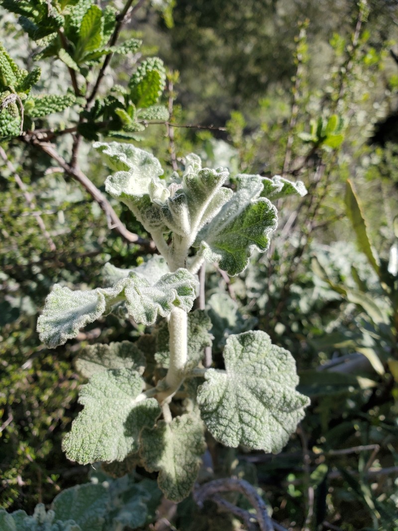 Malacothamnus fremontii var. fremontii
