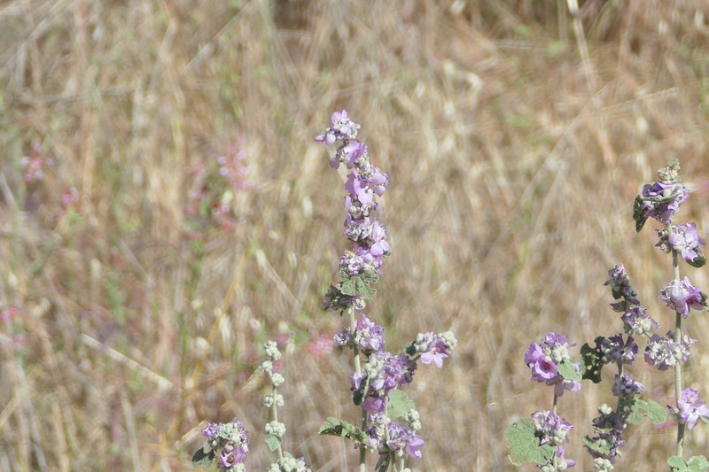 Malacothamnus fremontii var. fremontii photo 2