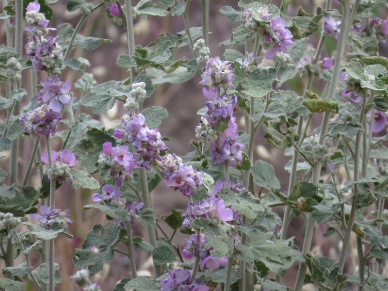 Malacothamnus fremontii var. fremontii photo 3