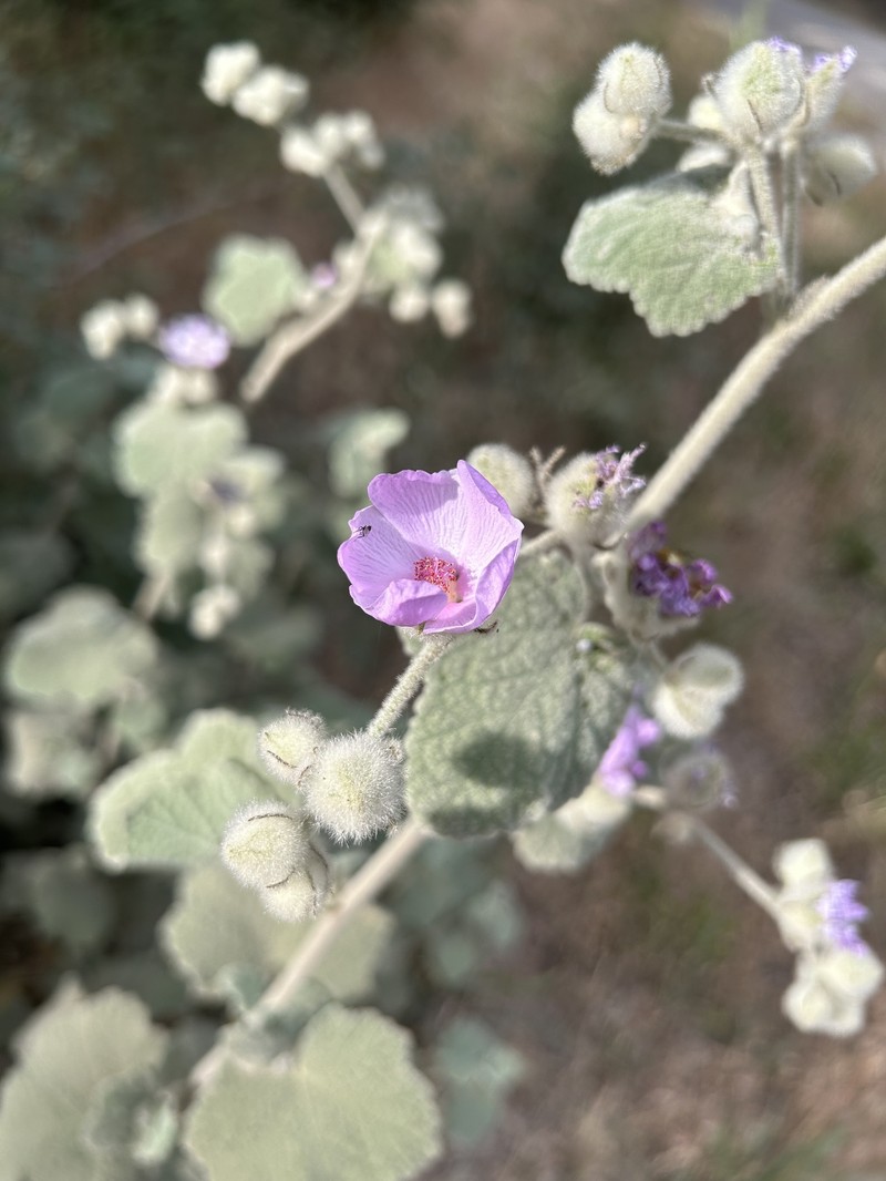 Malacothamnus fremontii var. fremontii photo 4