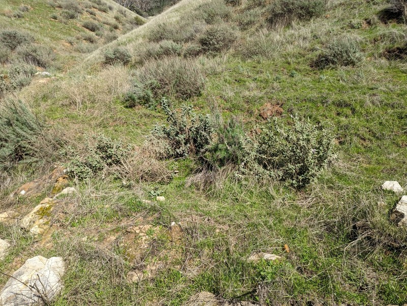 Malacothamnus fremontii var. fremontii photo 7