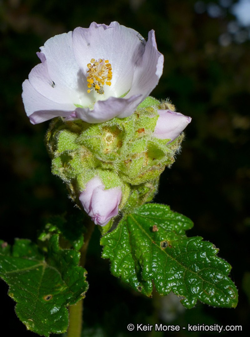 Malacothamnus involucratus