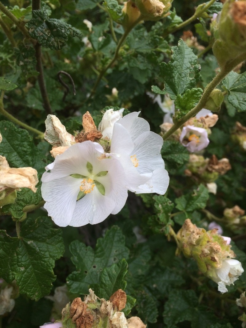 Malacothamnus involucratus photo 4