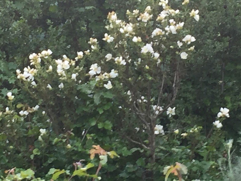 Malacothamnus involucratus photo 6