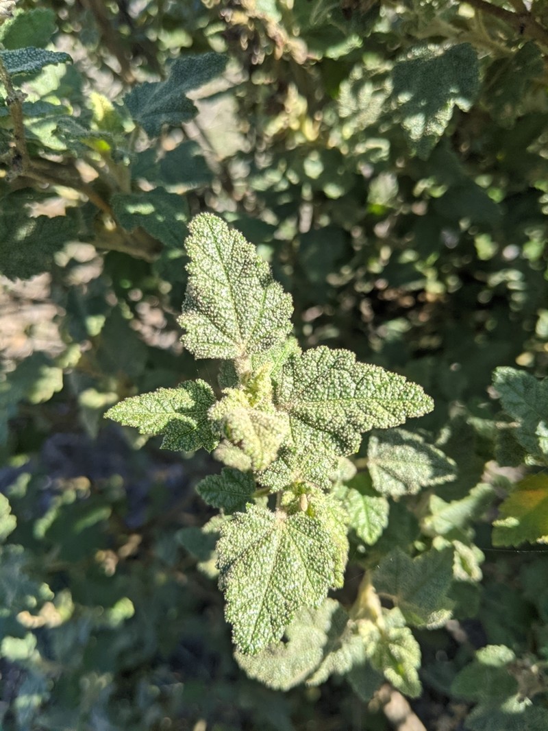 Malacothamnus involucratus photo 8