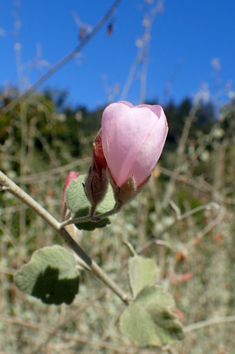 Slender Bushmallow photo 2
