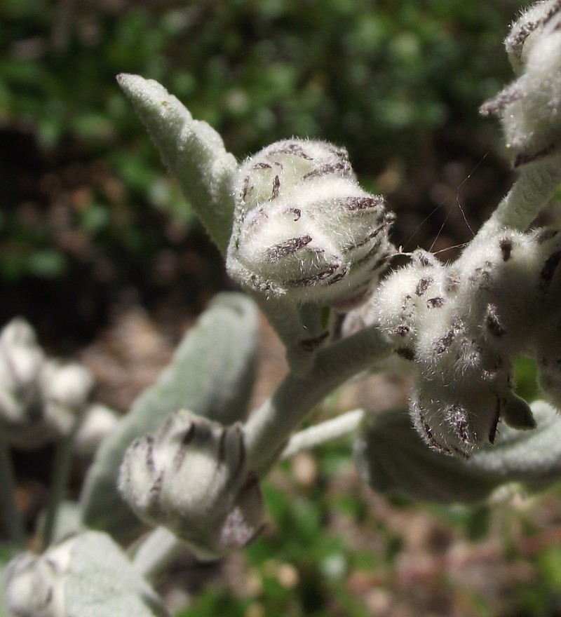 Slender Bushmallow