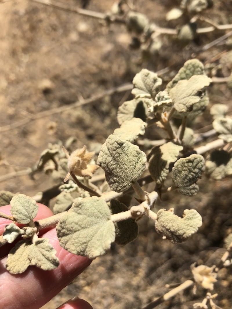 Slender Bushmallow photo 3