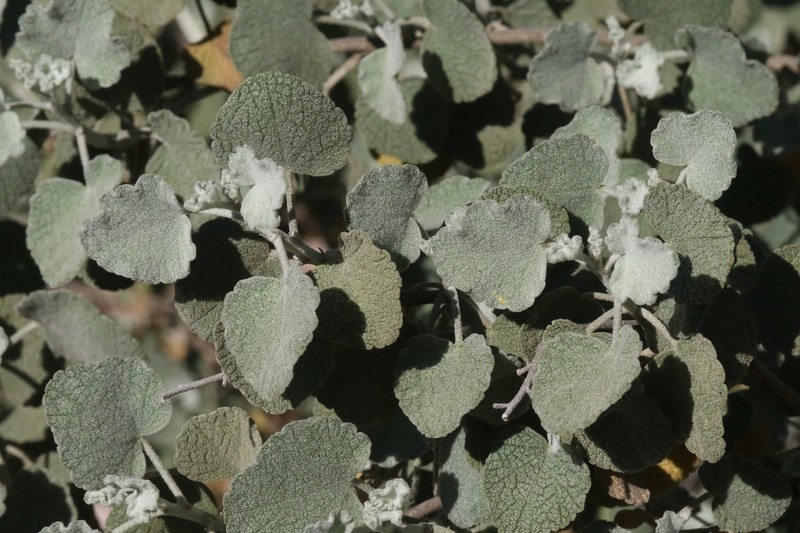 Slender Bushmallow photo 4